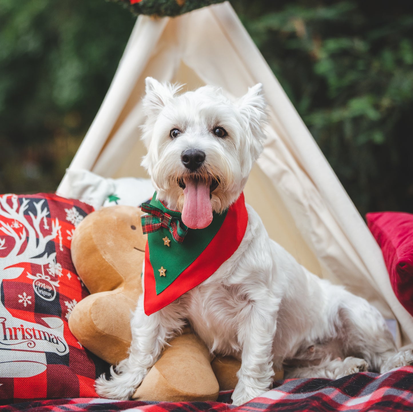 Bandana navidad para perros con lazo escocés verde y rojo de Mister And Misses Pet