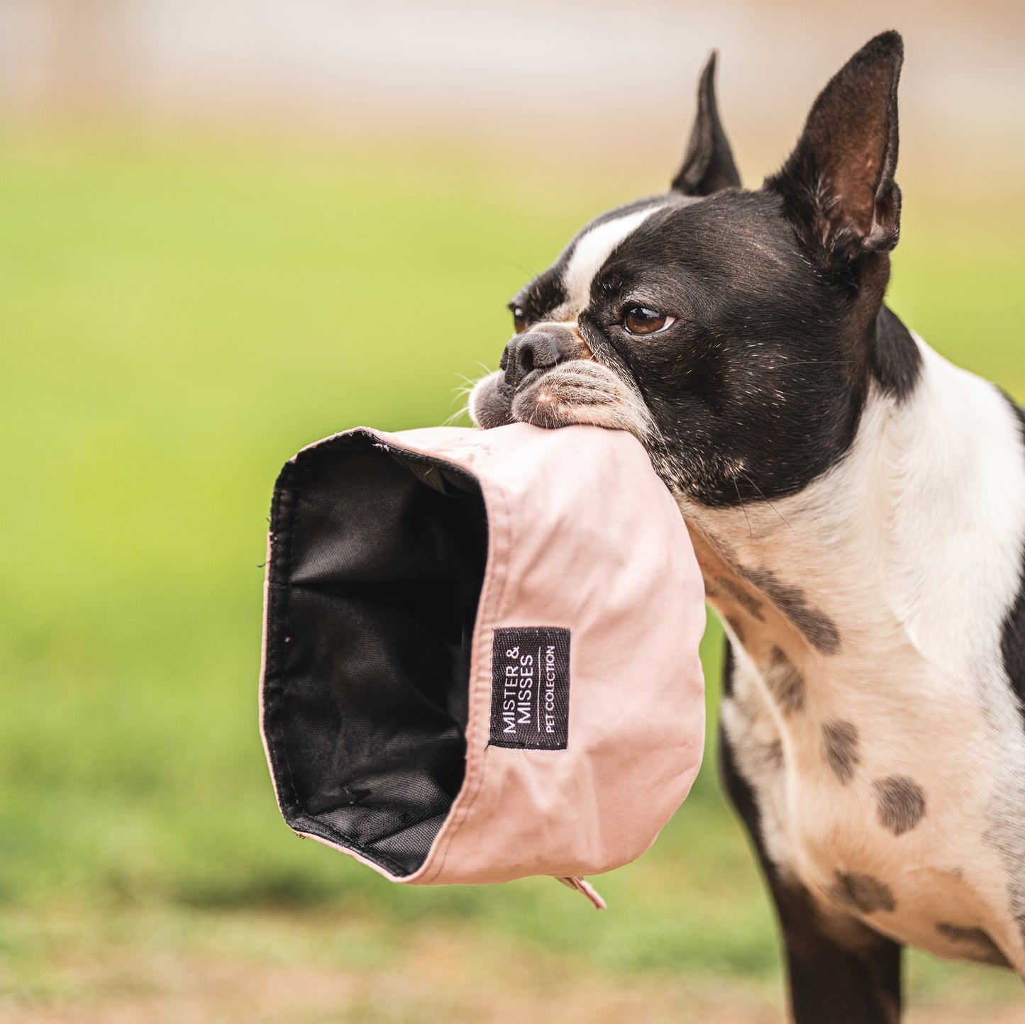Plato portátil para perro ideal para paseos de Mister And Misses Pet