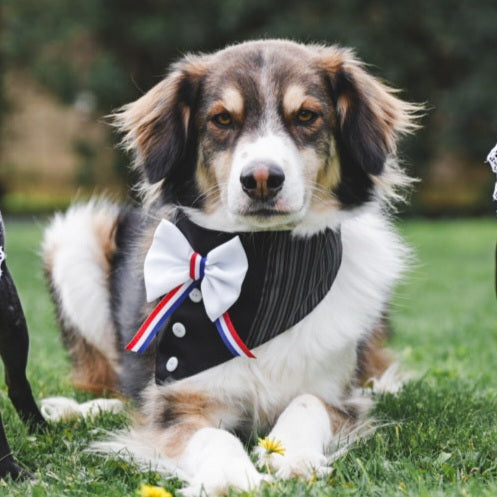 BANDANA PARA MASCOTA FIESTAS PATRIAS HUASO