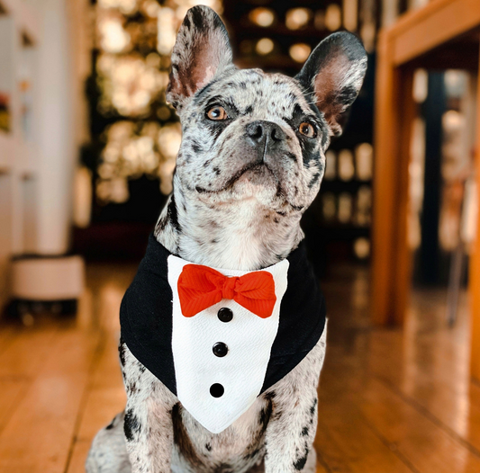 Bandana para perro edición año nuevo de Mister And Misses Pet