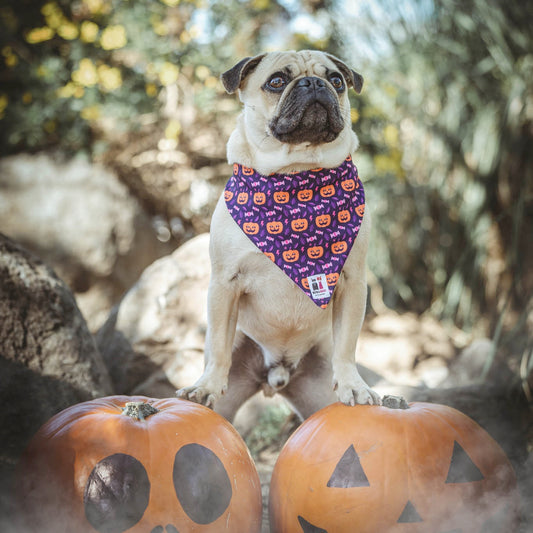 BANDANA PUMPKINS DE MIEDO