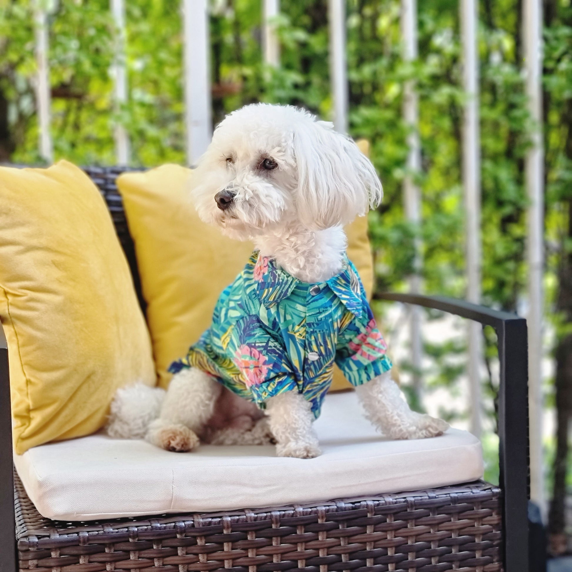 Camisa para perro estampada verde de Mister And Misses Pet. Con broche en la parte frontal 