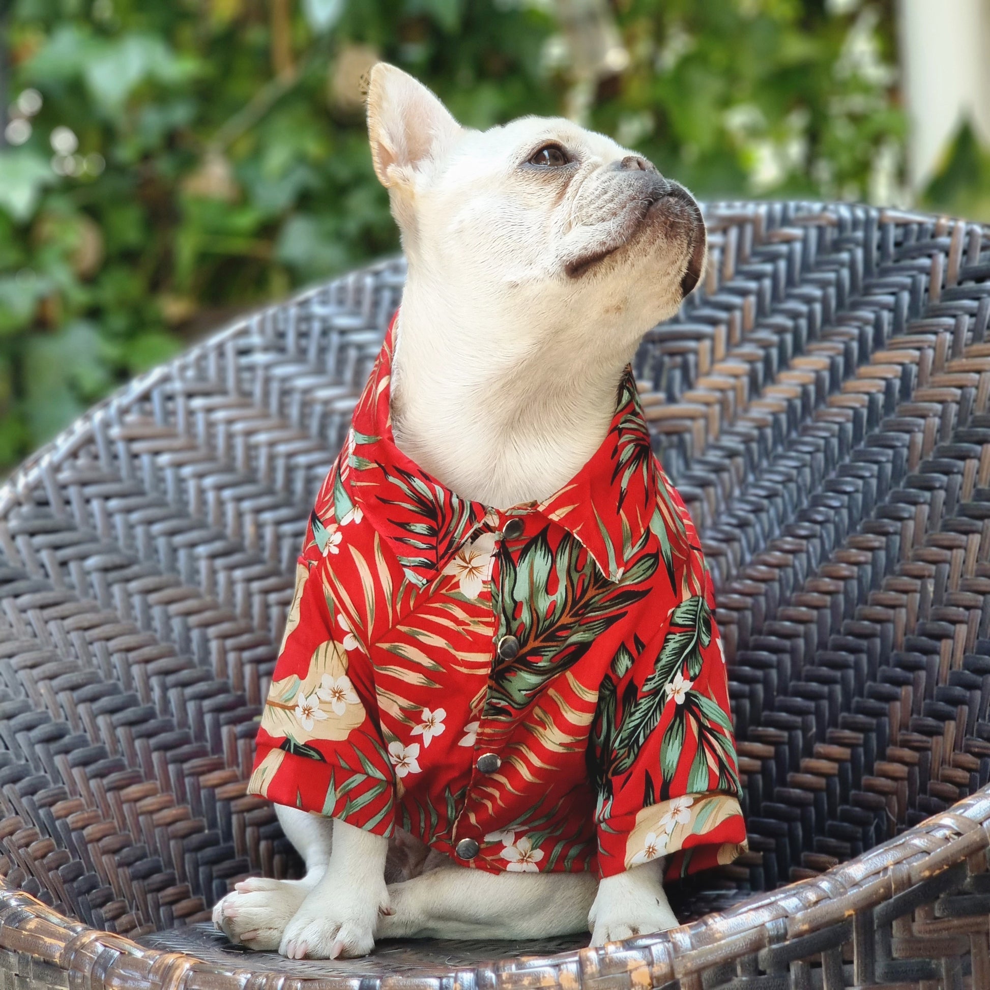 Camisa para perro estampada tropical en color rojo de Mister And Misses Pet. Con broches en la parte frontal