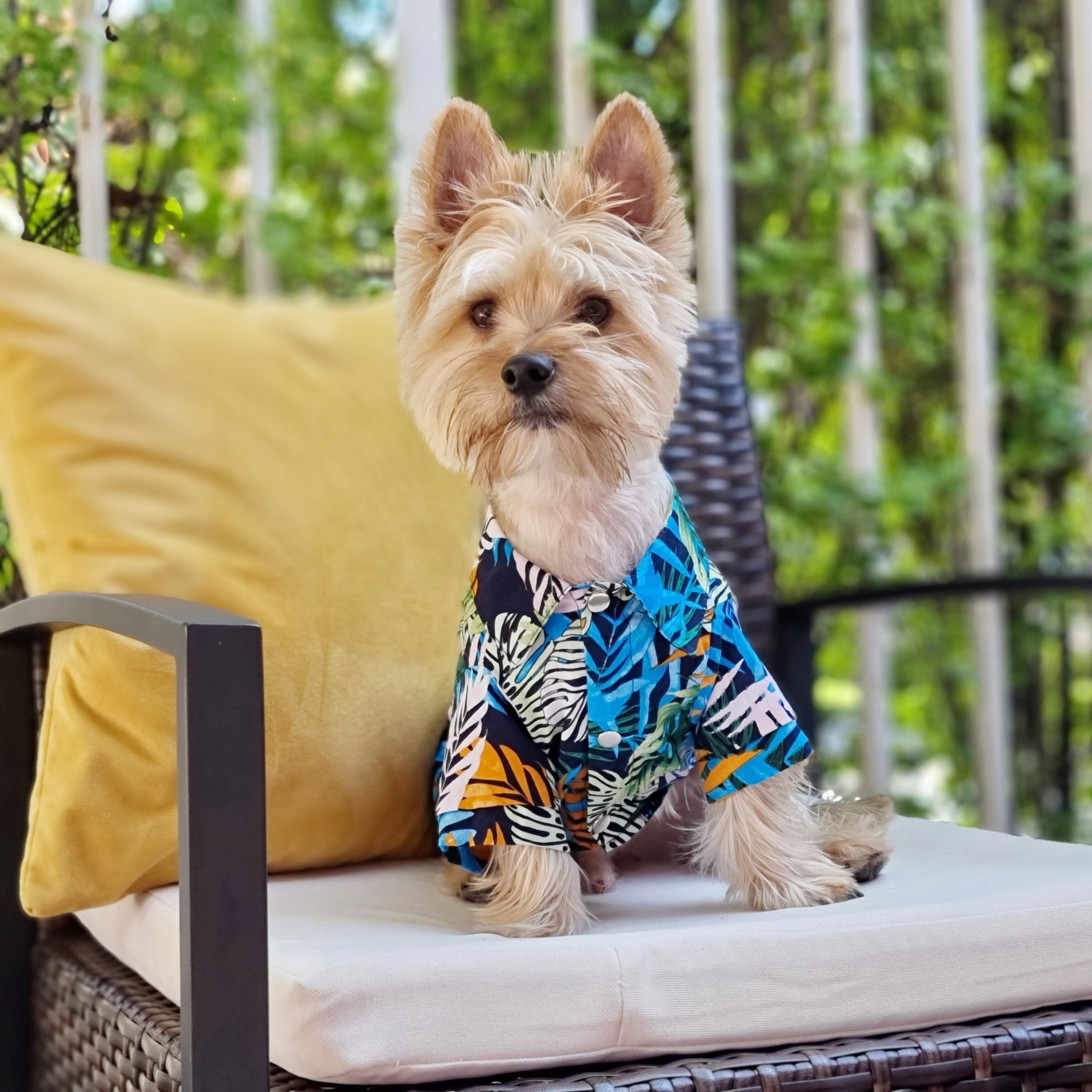 2024 Pet Guayabera