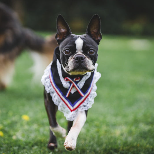 bandana andana para perro fiestas patrias Chile Mister And Misses Pet