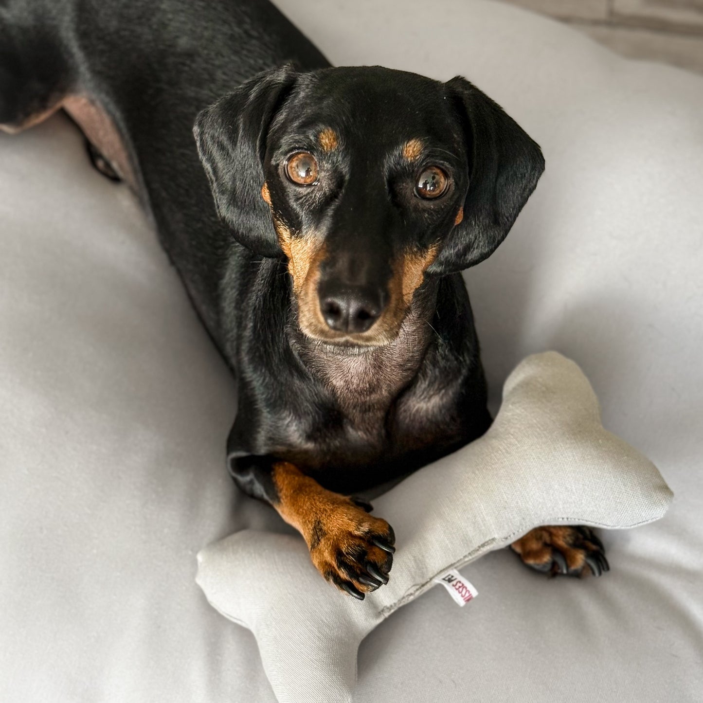 CAMA PARA PERRO GREY + ENVIO GRATIS