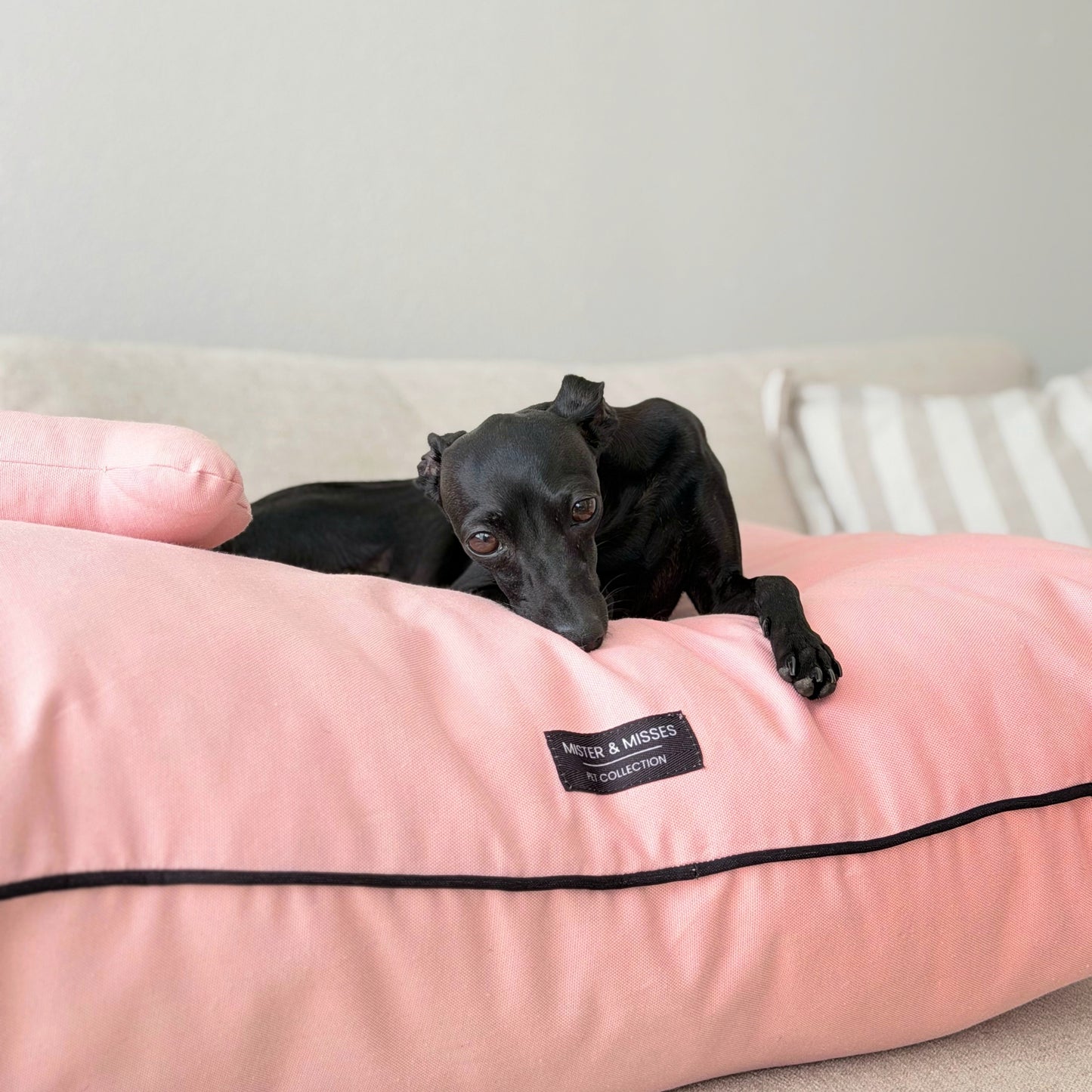 CAMA PARA PERRO PINK + ENVIO GRATIS