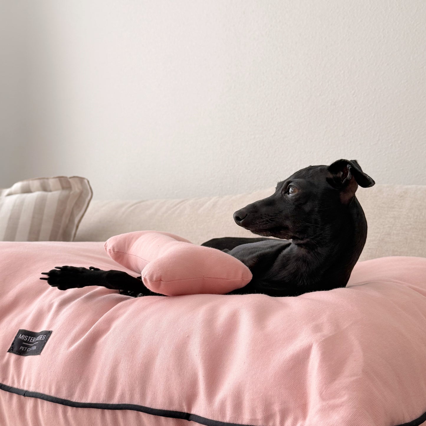 CAMA PARA PERRO PINK + ENVIO GRATIS