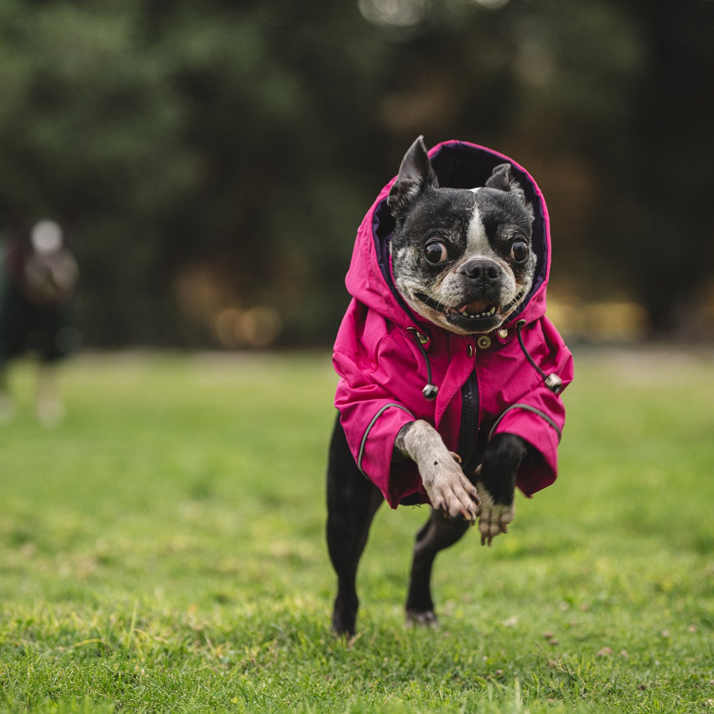 Cortaviento e impermeable para perro,  Color fucsia y lila de la colección de MIster And Misses Pet