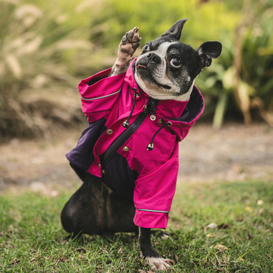 Cortaviento e impermeable para perro,  Color fucsia y lila de la colección de MIster And Misses Pet