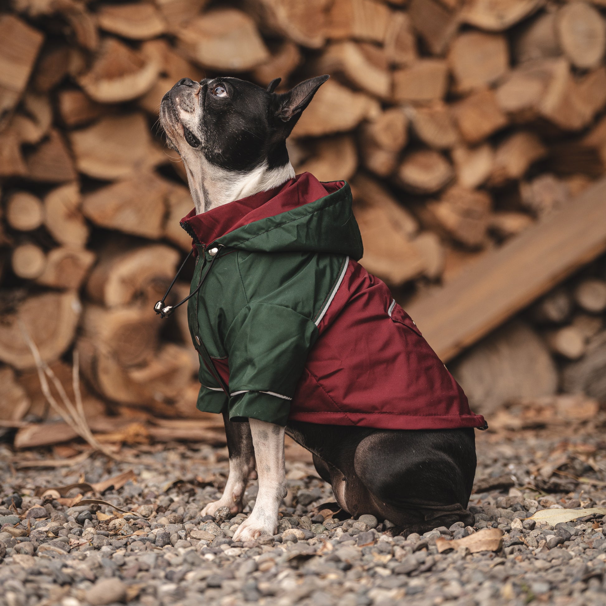 Cortaviento e impermeable para perro,  Color Verde militar y burdeo de la colección de MIster And Misses Pet