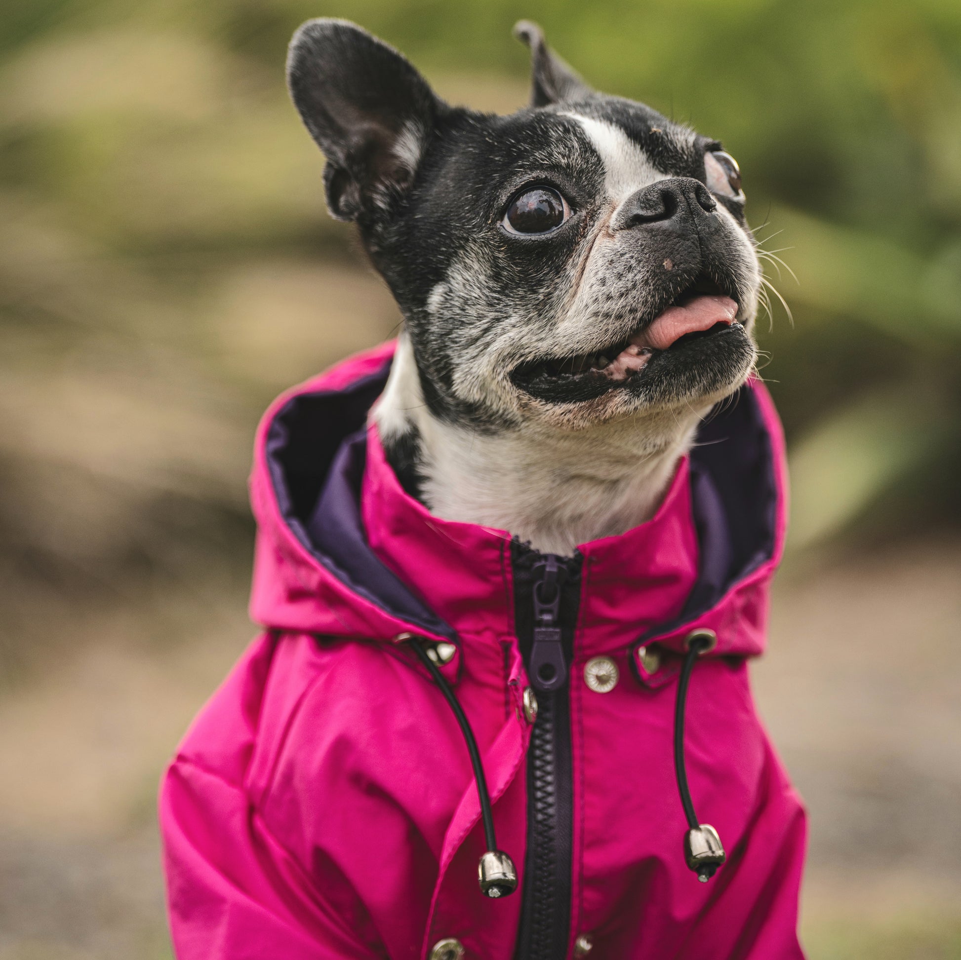 Cortaviento e impermeable para perro,  Color fucsia y lila de la colección de MIster And Misses Pet
